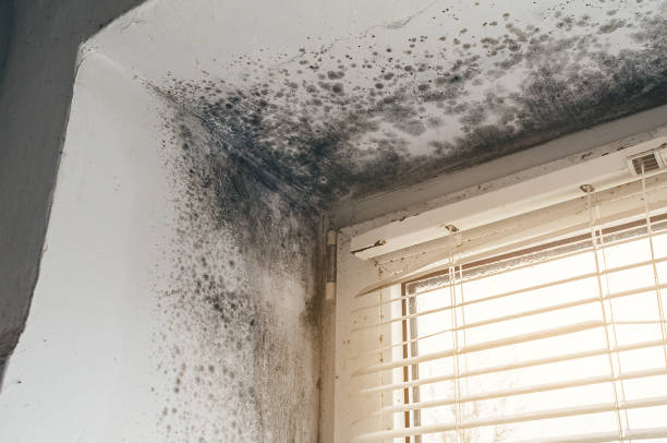 Affordable Mold Cleanup solutions in Halifax, VA