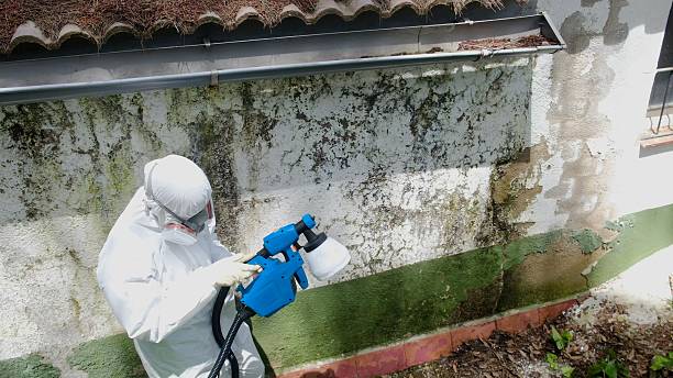 Trusted Attic Mold Removal service in Halifax, VA - Cheap Mold Removal